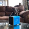 Pet Tunes Chien – Image 2