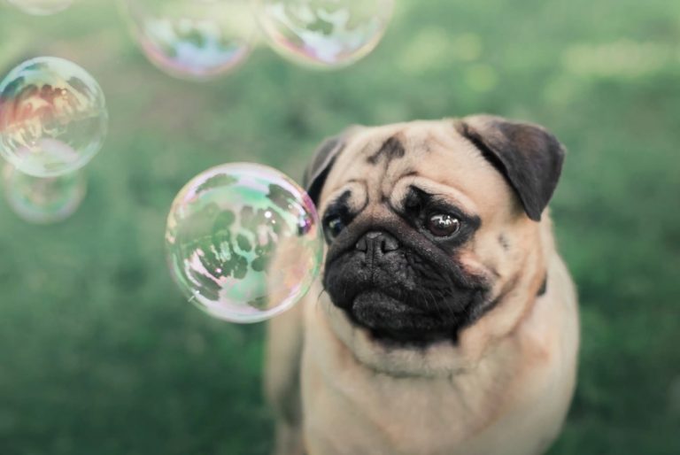 Bulles  vegan pour chien – Image 2