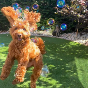 Bulles  vegan pour chien