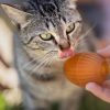 Rub Gossy Egg pour chat