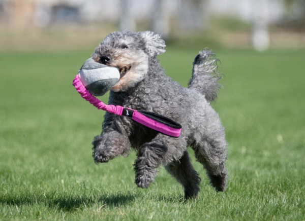 BungeeChewie ball - Balle Chewie  avec amortisseur – Image 3