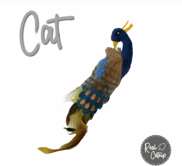 Jouet pour chat Paon