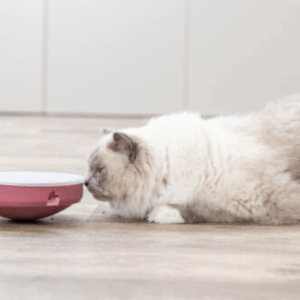 Rocking Maze pour chat