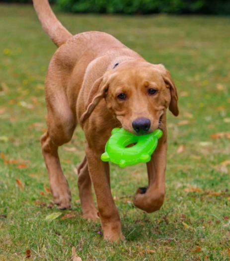 Jouet rafraichissant à congeler – Image 2