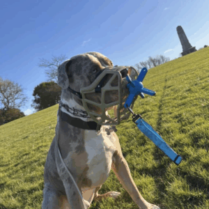 accessoire Muzzle Mate – laisse pour Jouet pour Muselière